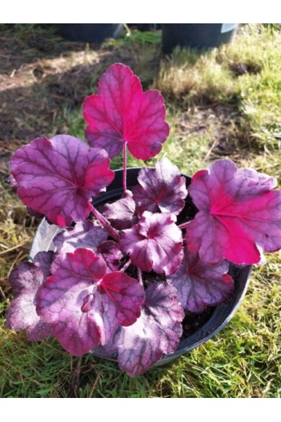 Гейхера гібридна Wild Rose у контейнері